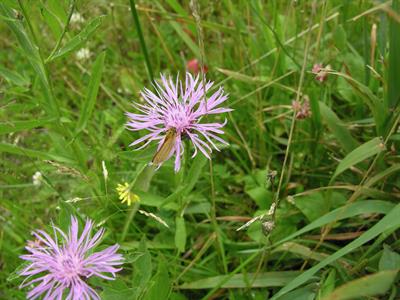 Marshallia grandiflo