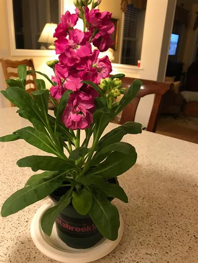 Matthiola incana