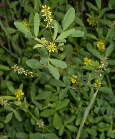 Medicago sativa