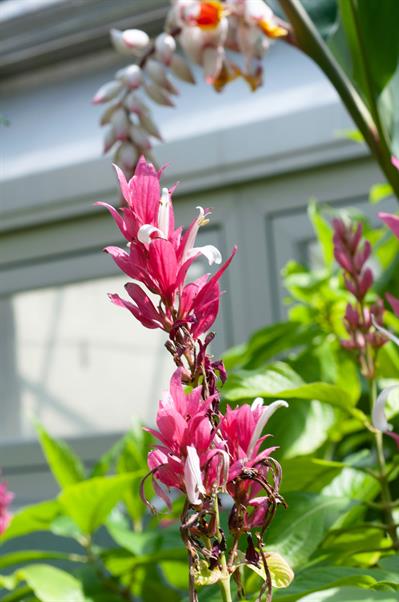 Megaskepasma erythro