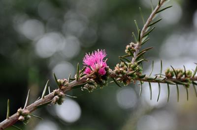 Wilson's honey-myrtle، بومی جنوب استرالیا