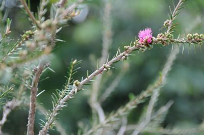 Wilson's honey-myrtle، از خانواده Myrtaceae