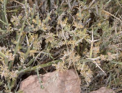 Menodora spinescens