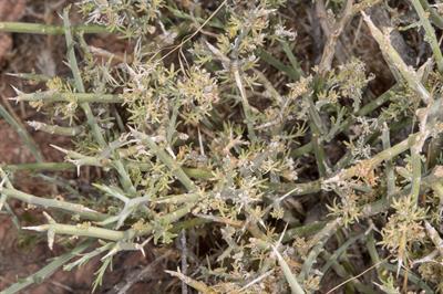 Menodora spinescens