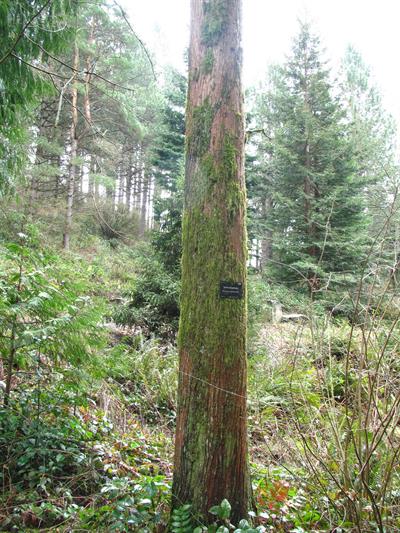 Metasequoia glyptost