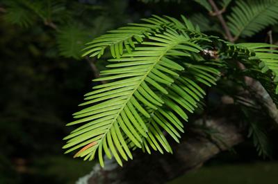 Metasequoia glyptost