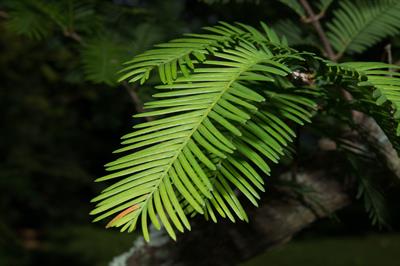 سکویا سحرگاهی