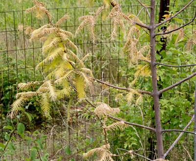  Metasequoia glyptos