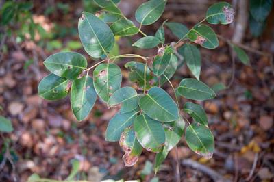 Florida Poisontree