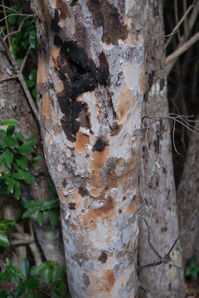Metopium toxiferum - چوب سمی