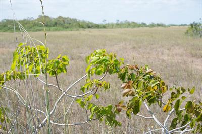از خانواده Anacardiaceae، بومی امریکا