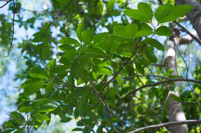 Metopium toxiferum