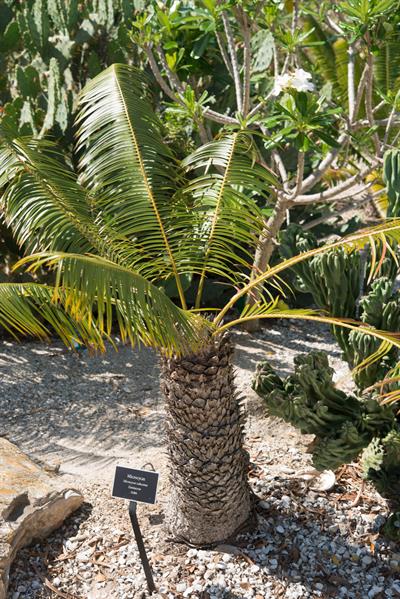 Microcycas calocoma