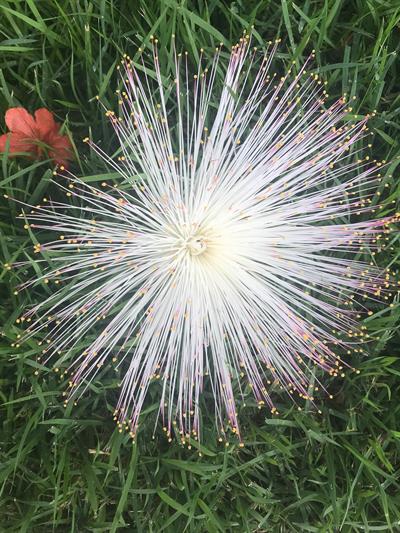 Mimosa pudica