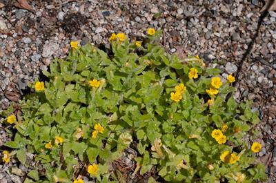 Mimulus moschatus