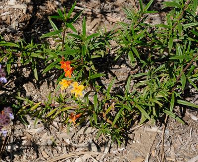 Mimulus puniceus