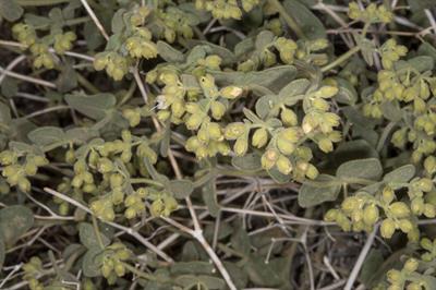 از خانواده Nyctaginaceae 