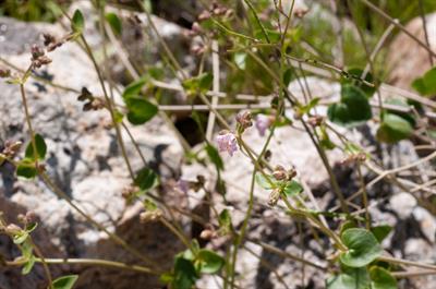 desert wishbone-bush