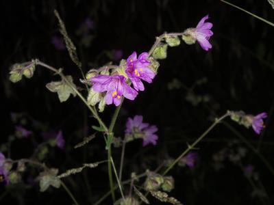 Mirabilis laevis