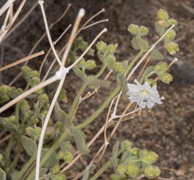 Mirabilis laevis