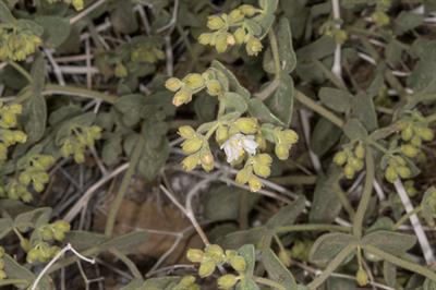 لاله شبِ کالیفرنیایی