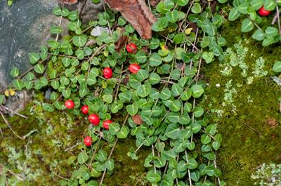 Mitchella repens