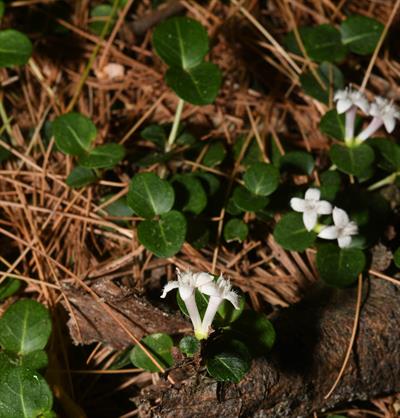 Mitchella repens