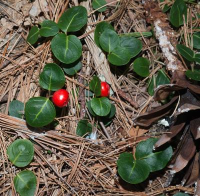 پارتریج‌بری (میوه کبکی)