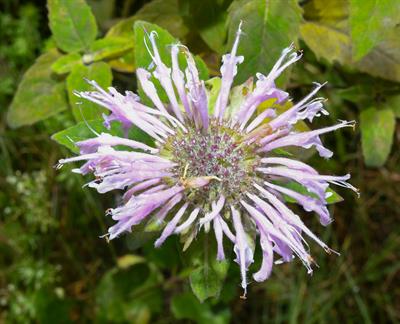 Monarda fistulosa
