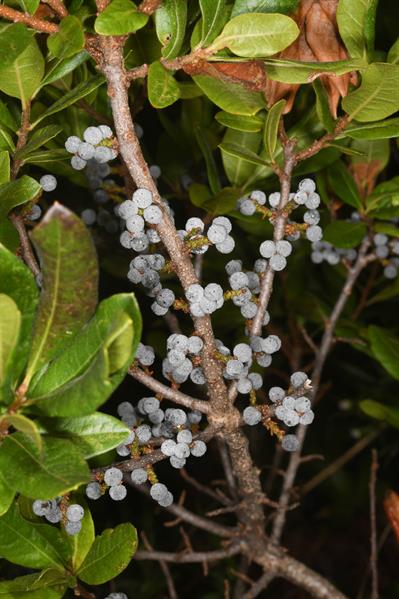 Northern Bayberry