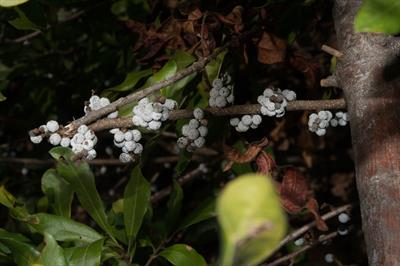 Morella pensylvanica