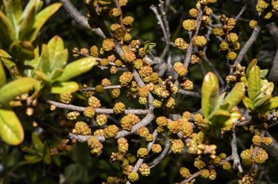مورد شمالی (بی‌بِری آمریکایی)