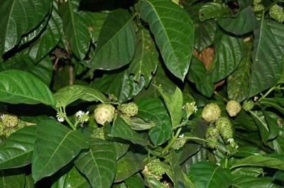 Morinda citrifolia - شاه توت هندی