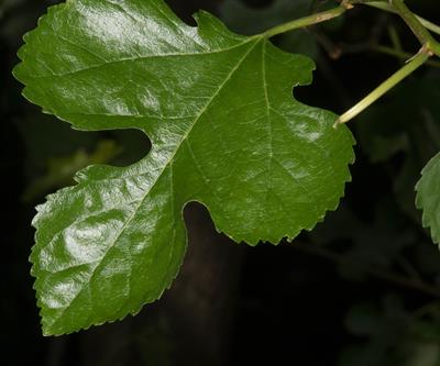 Red Mulberry
