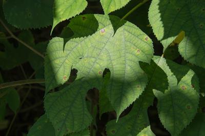 Morus rubra