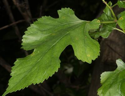 Morus rubra