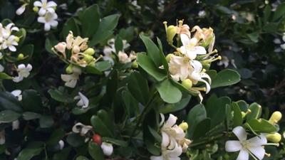 معرفی گیاه موریای هندی (یاس نارنجی) (Orange Jessamine)  - Murraya paniculata