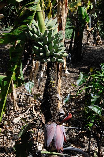 Musa