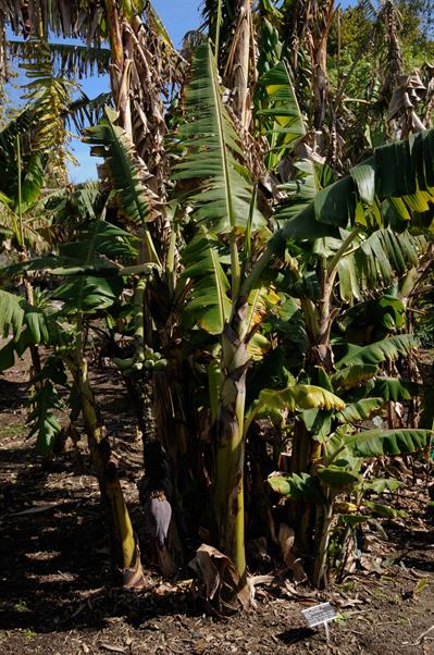 Musa Dwarf