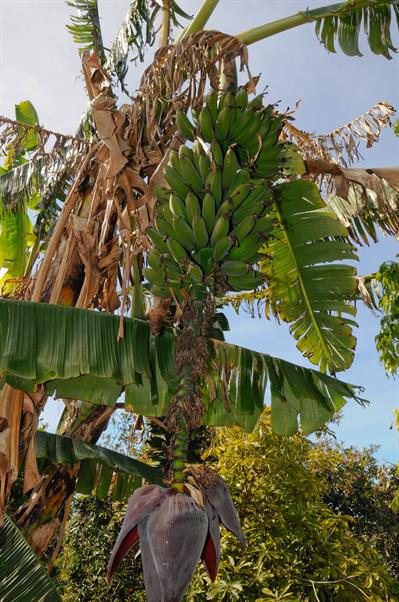 Musa