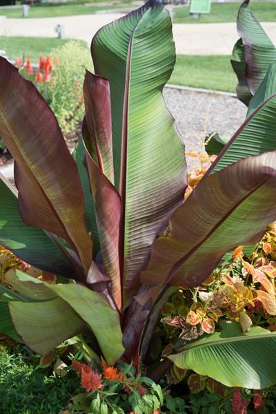 Musa ensete