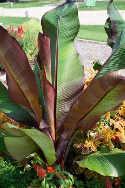 ensete