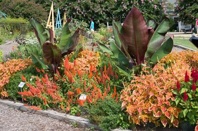 Ensete ventricosum، بومی مناطق گرمسیری
