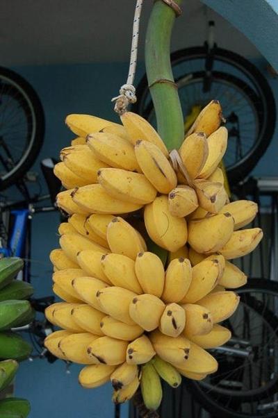 Musa