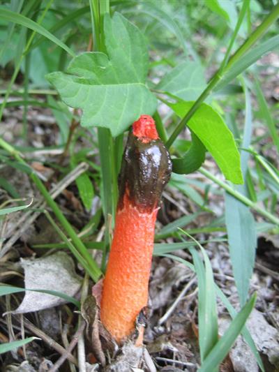 Mutinus elegans