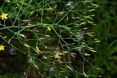 Mycelis muralis