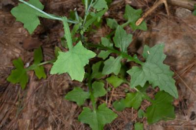 Mycelis muralis