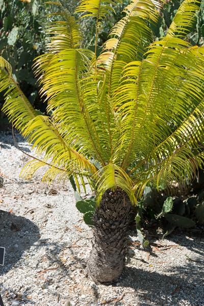 Mycrocycas calocoma - سیکاس کوبا