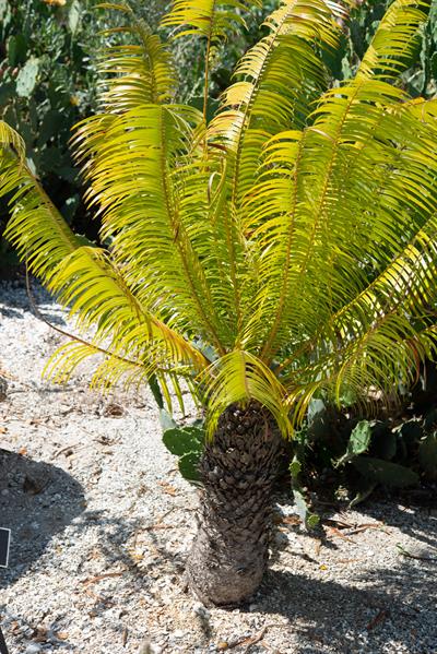 سیکاس کوبایی