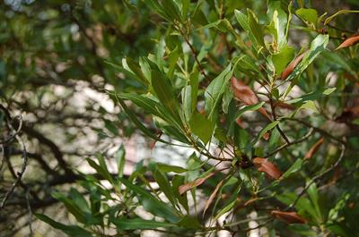 wax myrtle، بومی امریکا